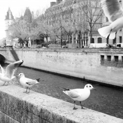 Les Oiseaux